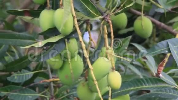 花园里树上的芒果视频的预览图