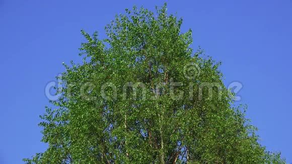 克罗恩的桦树4K视频的预览图