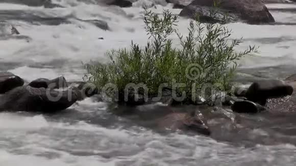 在湍急的河流中静态拍摄动物视频的预览图