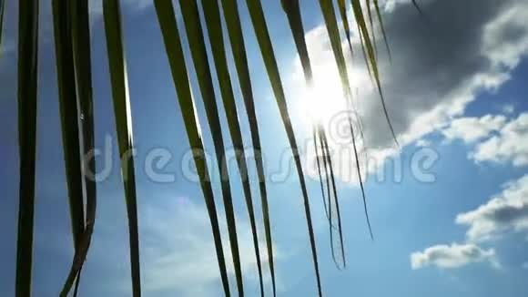 抬头看着棕榈树阳光透过棕榈枝照耀着天空慢动作1920x1080视频的预览图