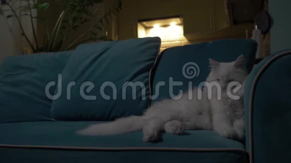 白猫晚上躺在沙发上背景是厨房概念孤独放松休息视频的预览图