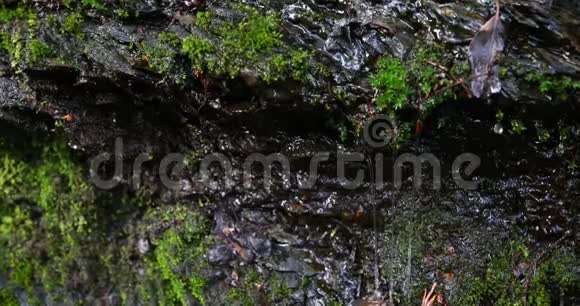 森林岩石上的水滴视频的预览图