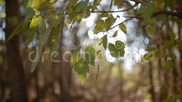 阳光透过格伦的树叶视频的预览图