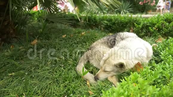 累弃狗睡卧绿草地萌宠动物4k视频的预览图