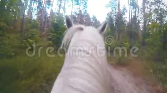 在森林的小路上骑着白马视频的预览图