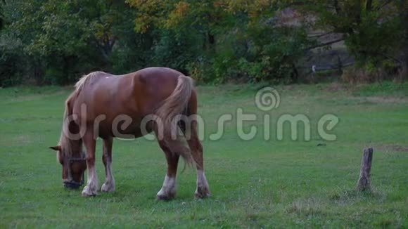 一匹马在田野上吃草视频的预览图
