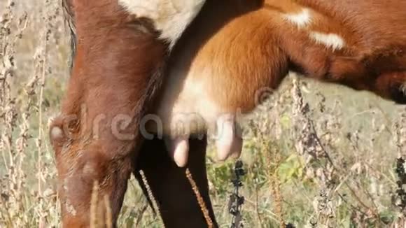 深秋一头牛在草地上放牧母乳喂养的奶牛乳房视频的预览图