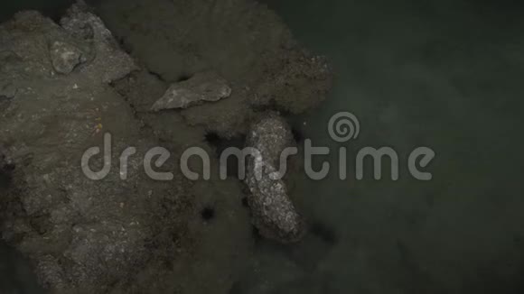 泰国海岛湖海胆野生动物视频的预览图