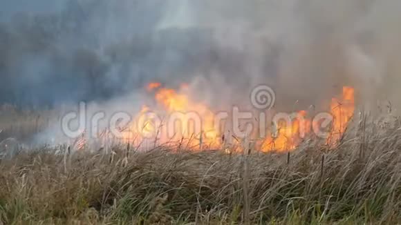 巨大的火焰燃烧着大自然干草原草燃烧时火焰较大森林草原上的野火视频的预览图