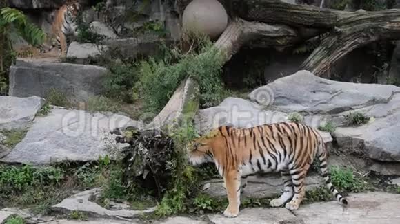 两只老虎在动物园围场打架视频的预览图