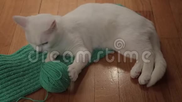 一只白色可爱的猫在玩绿色的纱线他坐在房间的木地板上视频的预览图
