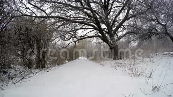 雪地里的路和树视频的预览图