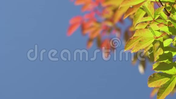 枫树的枝干在晴朗的蓝天背景上吹拂枫叶从橙色变成了鲜红视频的预览图