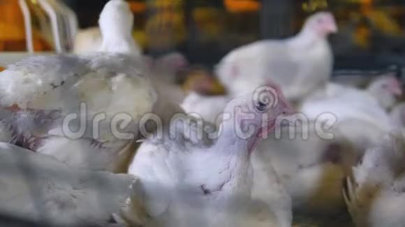 白色肉鸡坐在他们共用的笼子里散步视频的预览图