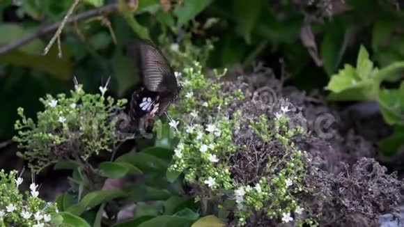 常见的玫瑰蝴蝶从花中收集昆虫视频的预览图