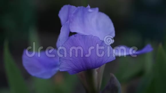 草地上点燃的紫色花朵的特写花鳞茎和花瓣视频的预览图