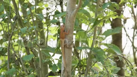 橙色蜥蜴在树上发现昆虫吃国家公园奇旺在尼泊尔视频的预览图