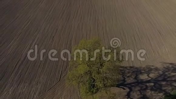 高清空中镜头单树老橡树在田野慢动作视频的预览图