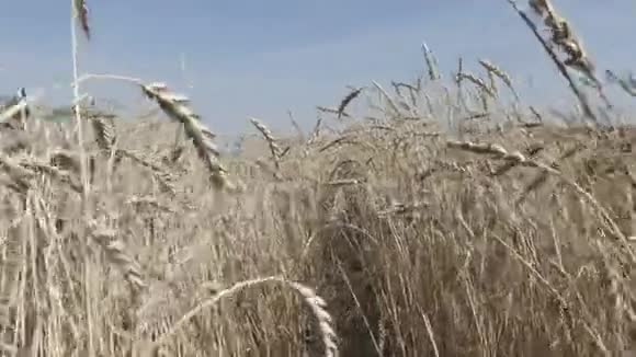相机在金黄熟熟熟的小麦上移动准备在夏日阳光明媚的日子收割视频的预览图
