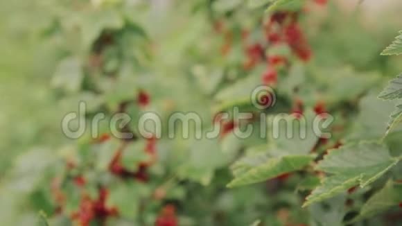 红醋栗或红醋栗肋骨红宝石分公司在花园里种植有机浆果水果园中成熟的醋栗浆果视频的预览图