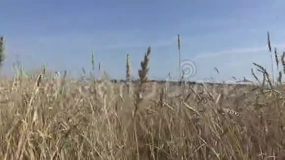 相机在金黄熟熟熟的小麦上移动准备在夏日阳光明媚的日子收割视频的预览图
