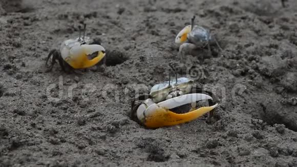 在泥里爬行的小毛蟹视频的预览图