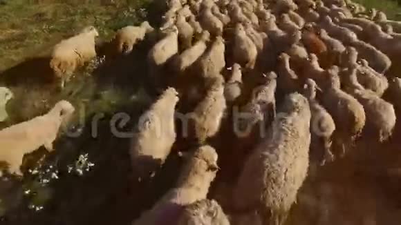 羊群正在奔跑视频的预览图