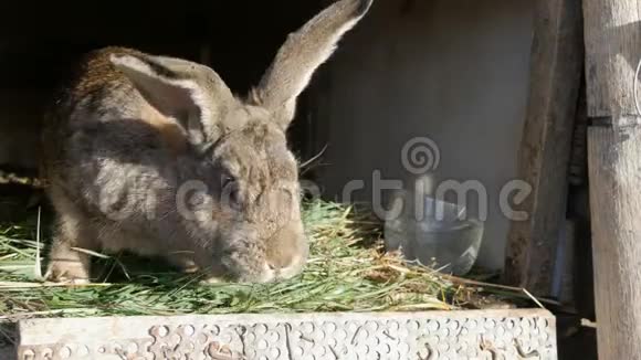 有趣的灰色大兔子在笼子里吃青草视频的预览图