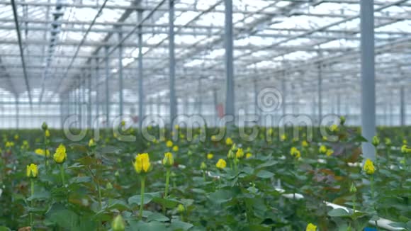 从黄色玫瑰花蕾的角度看在工业温室里还没有开放视频的预览图