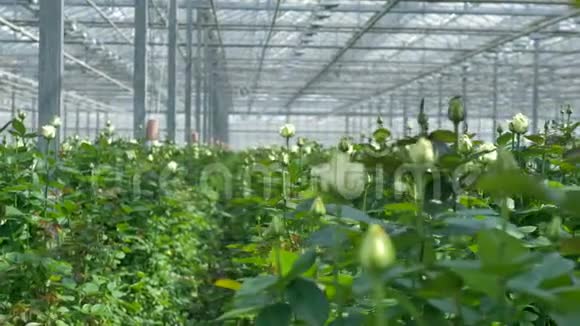 许多白色的玫瑰茎在温室里有未开放的花蕾视频的预览图