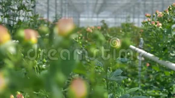 在温室里簇簇生长的玫瑰的近景视频的预览图