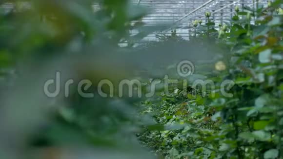 从工业温室里的两排黄色玫瑰灌木丛中看到的景色视频的预览图