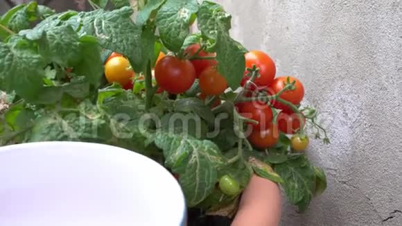 手中的年轻女子采摘红樱桃西红柿并将它们放入碗中在花园里睡觉视频的预览图