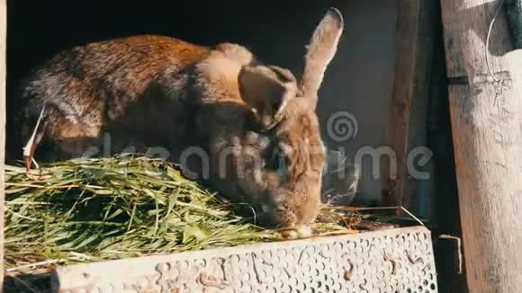 有趣的灰色大兔子在笼子里吃青草视频的预览图