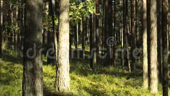 夏天影子在森林里的树上爬行时间推移视频的预览图