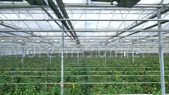 用于在工业温室种植黄玫瑰的苗圃中的浇水线和照明设备视频的预览图