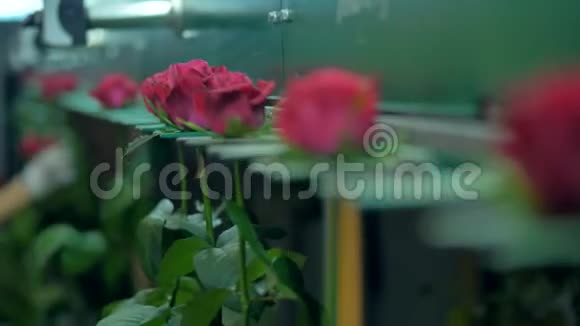 深红色玫瑰在花头槽里移动视频的预览图