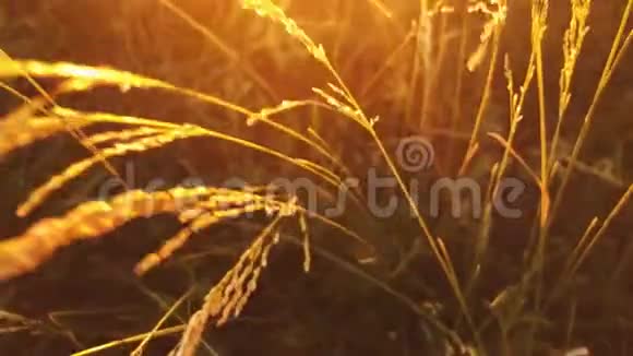 小草在夕阳的照耀下随风摇曳视频的预览图