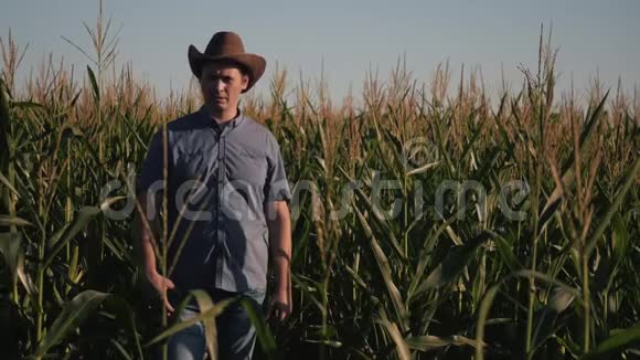 农夫站在玉米地里检查收成农业企业的概念视频的预览图