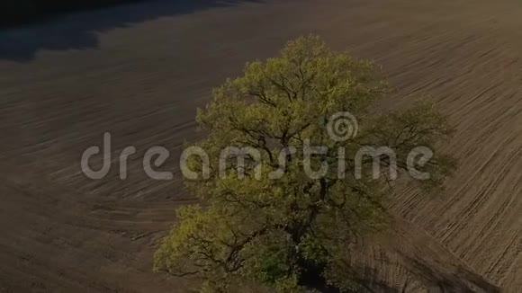 高清空中镜头单树老橡木慢动作视频的预览图