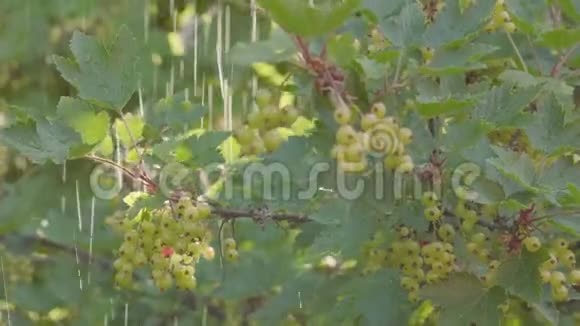 夏季大雨雨滴绿浆果和雨喷的醋栗灌木视频的预览图