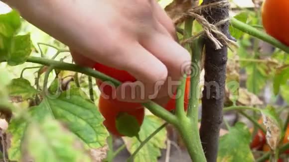 一个年轻女人的手在她的花园里收割成熟的李子红西红柿作为早餐视频的预览图