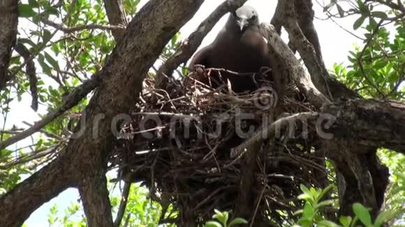 热带雨林中的鸟窝在热带树上视频的预览图