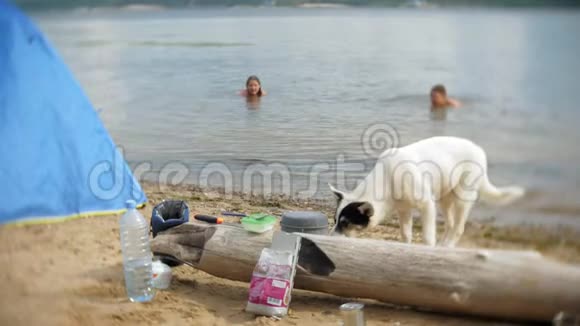 狗正在营地里吃水壶里的罐头食品背景是一个帐篷视频的预览图