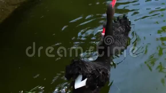 几只黑天鹅在4K公园的一个平静的池塘里游泳视频的预览图