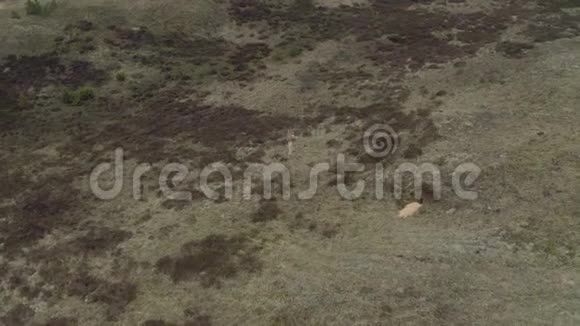 女孩带着苔藓在田野上跳舞无人机射击视频的预览图
