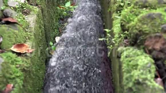 林中摩西沟水流视频的预览图