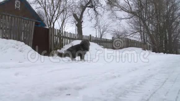 大灰猫在雪地里过冬那只猫沿着马路跑视频的预览图