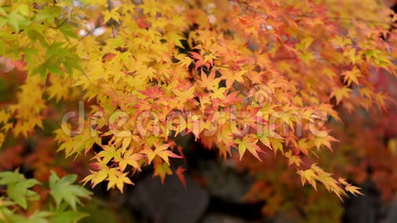 秋天的黄枫叶在风中视频的预览图
