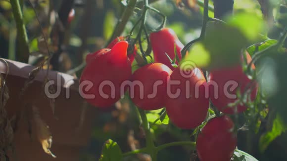 一个年轻女人的手把番茄从泥土里弄干净在花园里睡觉视频的预览图